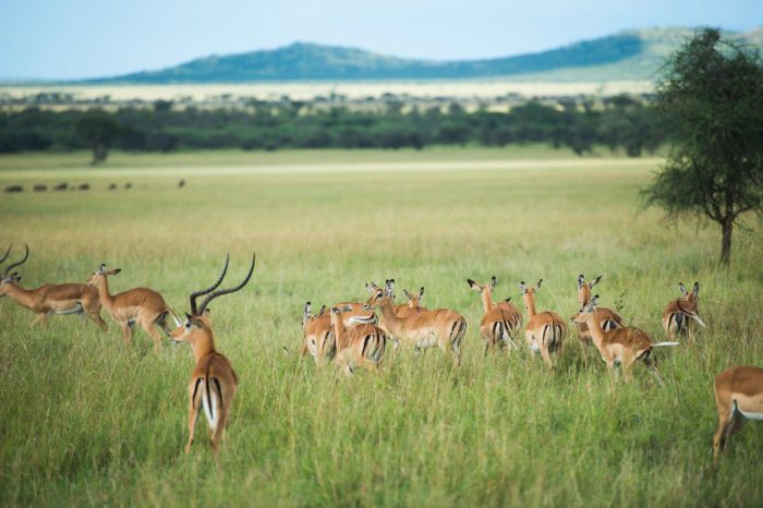 6 Days High Season Western Serengeti Jun to Mid July